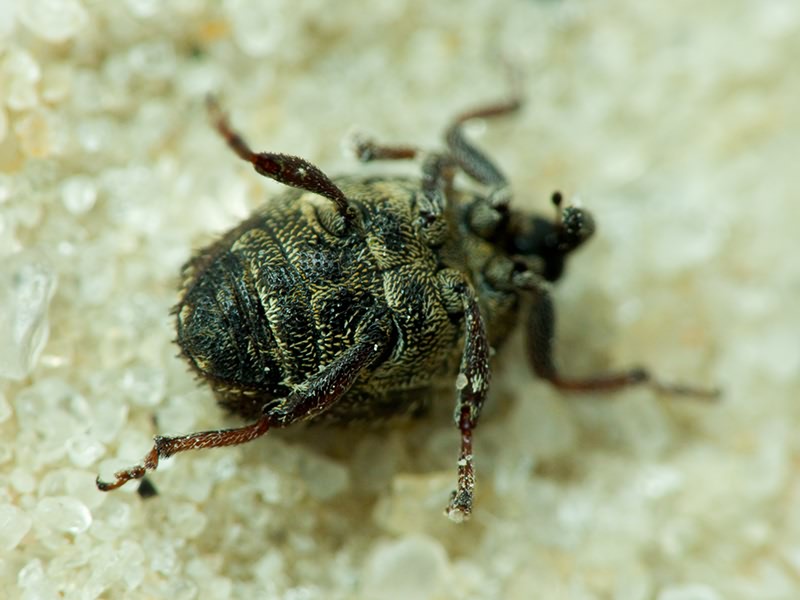 Curculionidae Latreille, 1802